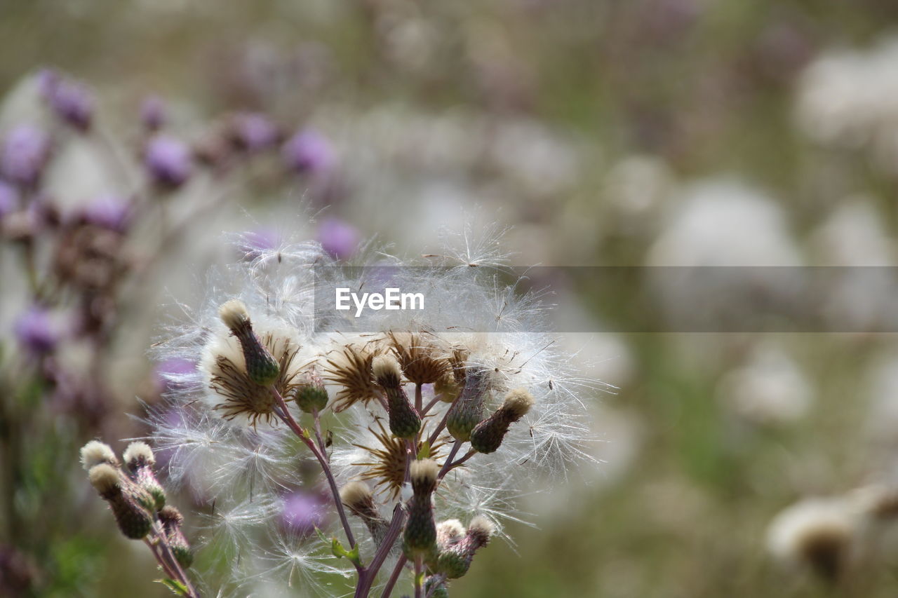 CLOSE-UP OF DANDELION FLOWER OUTDOORS