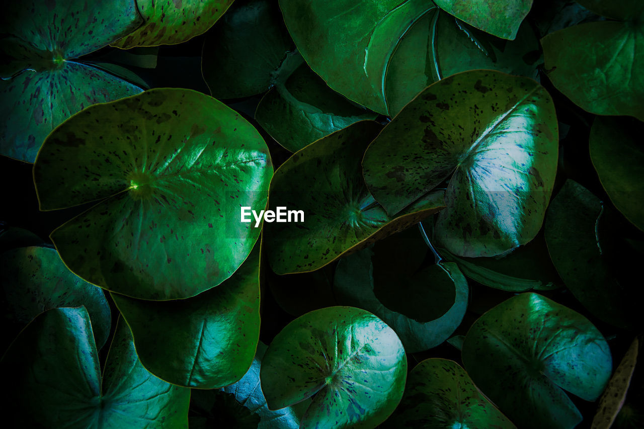 FULL FRAME SHOT OF GREEN FRUIT LEAVES