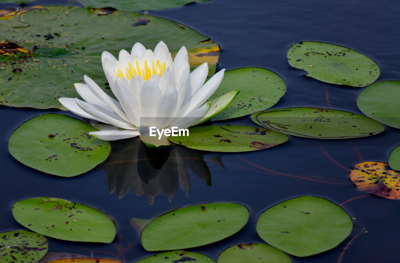 White water lily