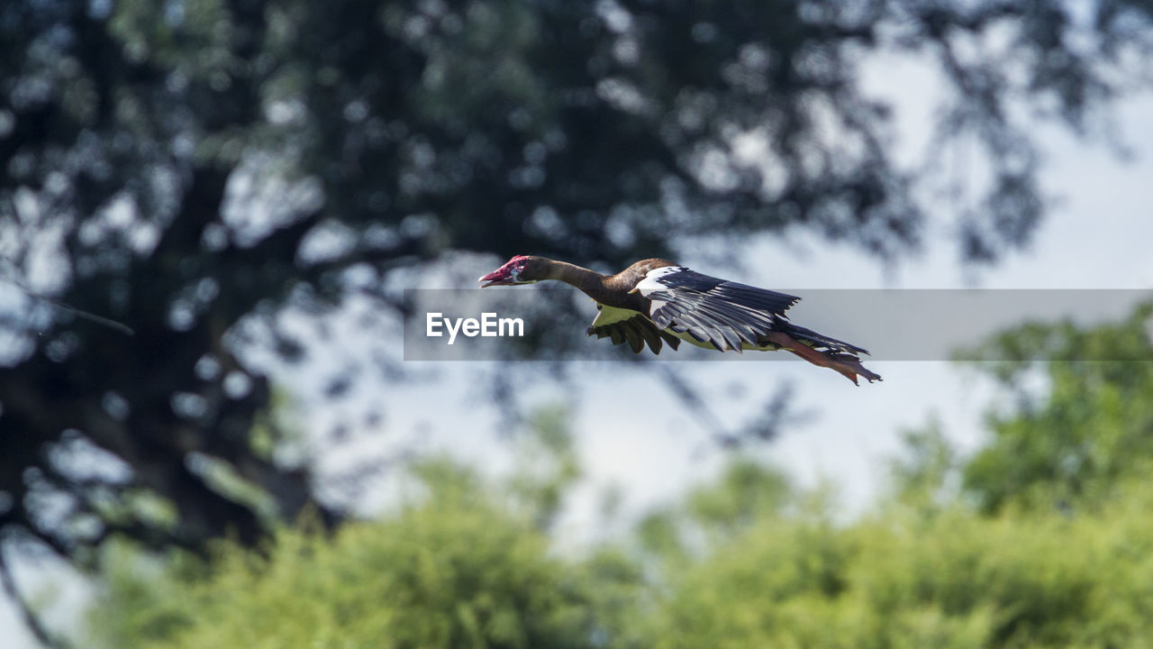 LOW ANGLE VIEW OF A BIRD FLYING