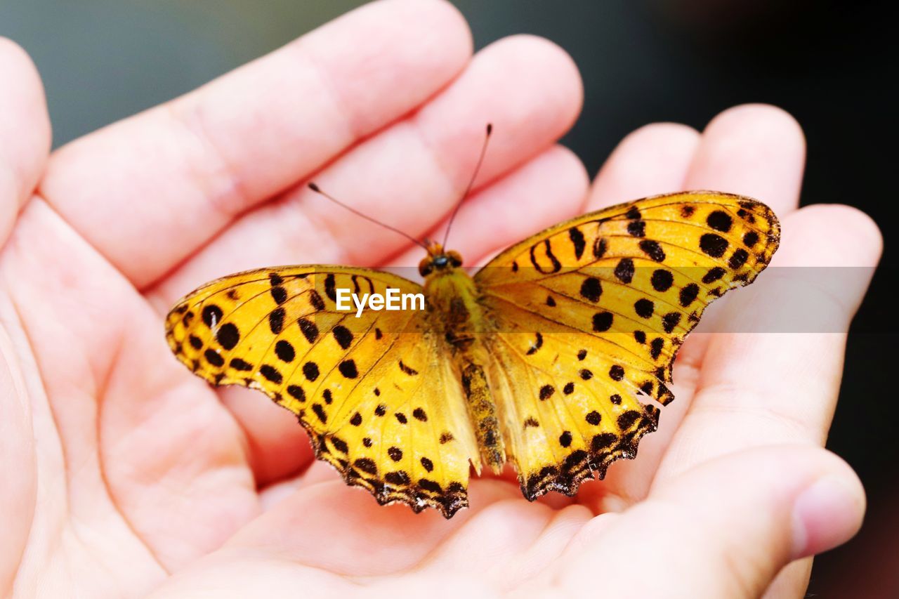 Close-up of butterfly on hand