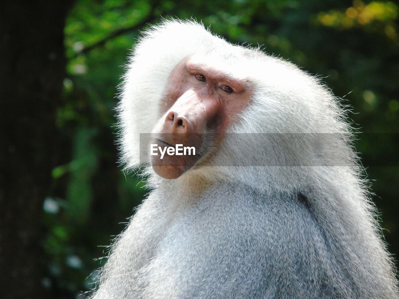 CLOSE-UP OF A MONKEY LOOKING AWAY