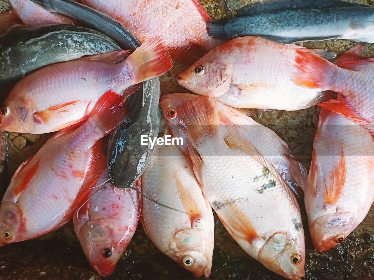 Full frame shot of fish for sale at market