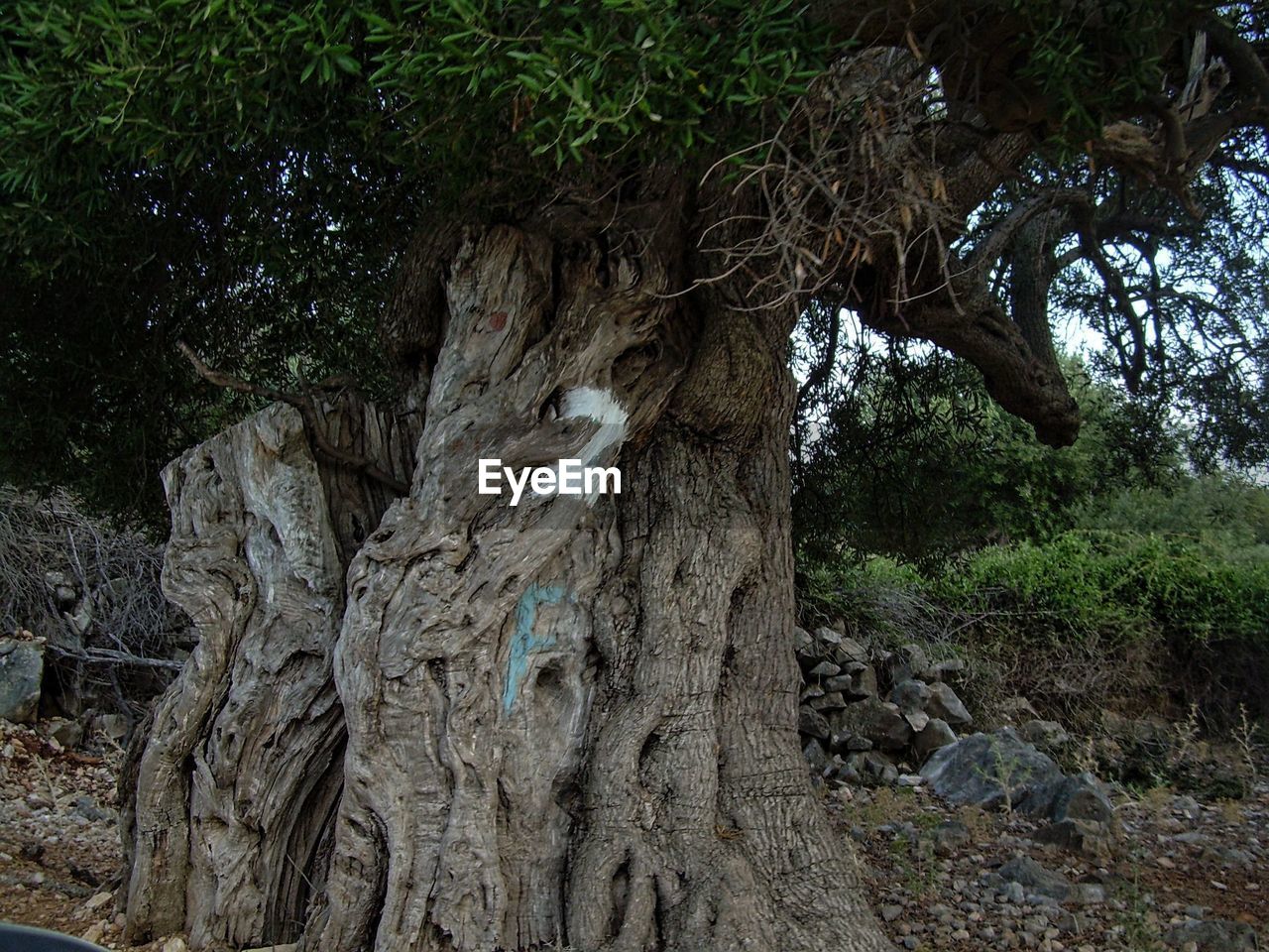 LOW ANGLE VIEW OF TREES