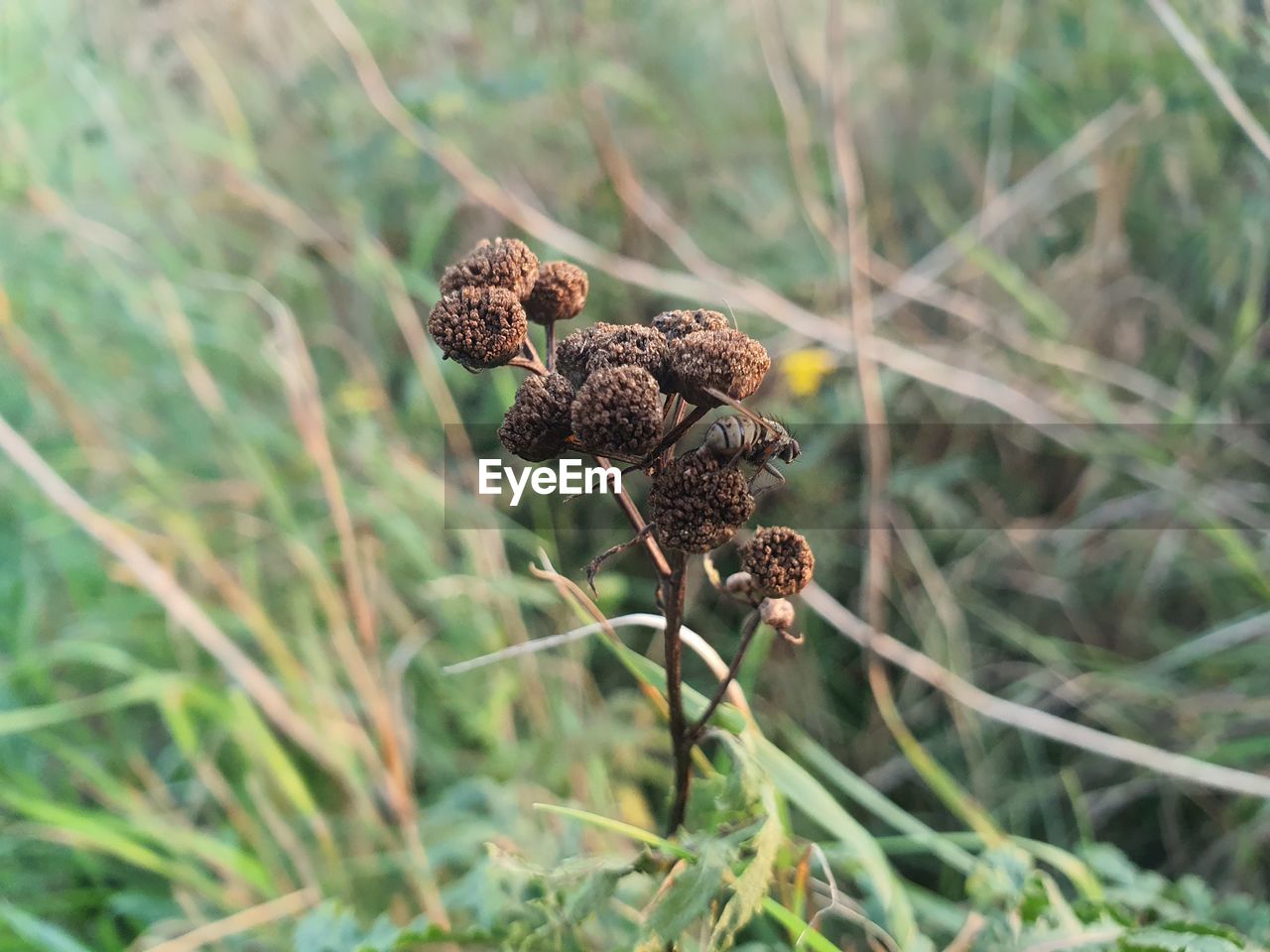 Close-up of dried plant growing on field