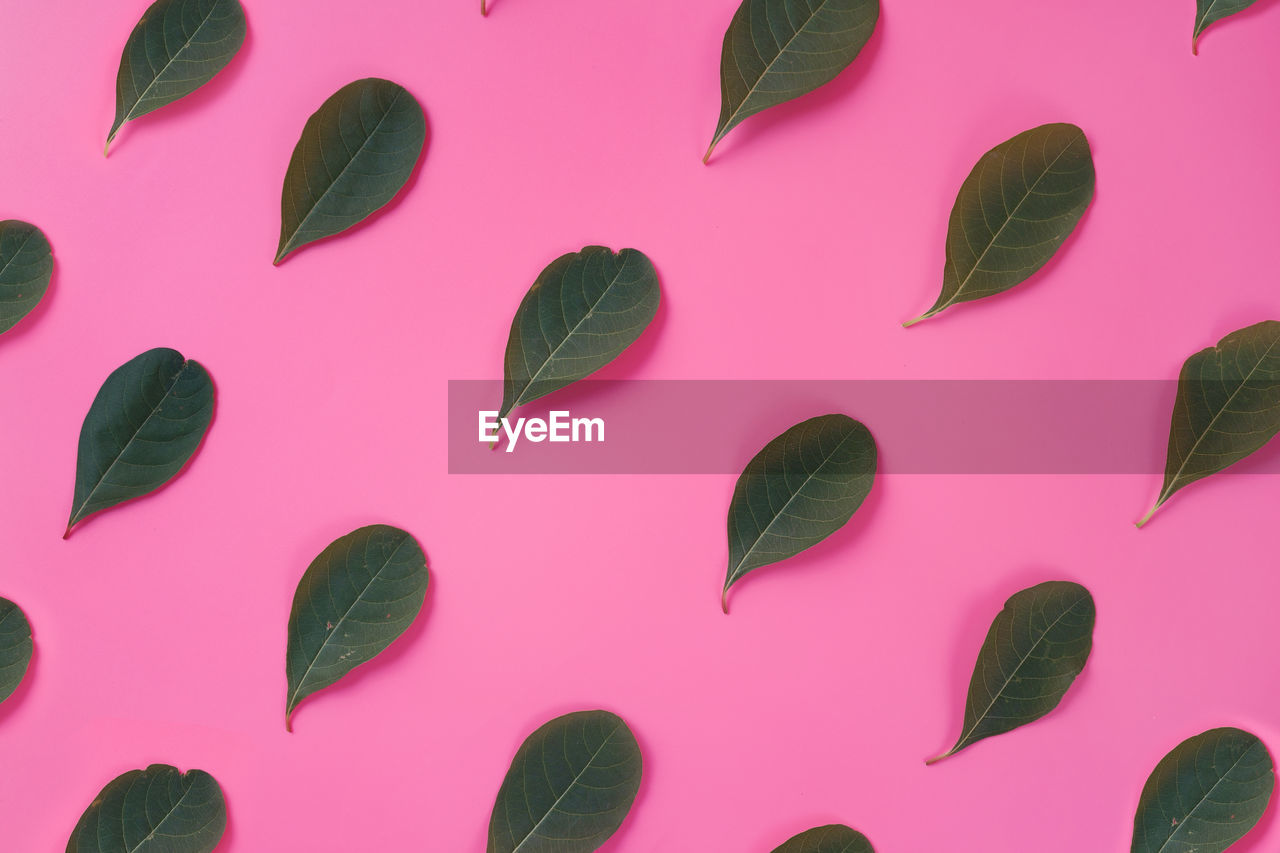 Close-up of green leaves against pink background