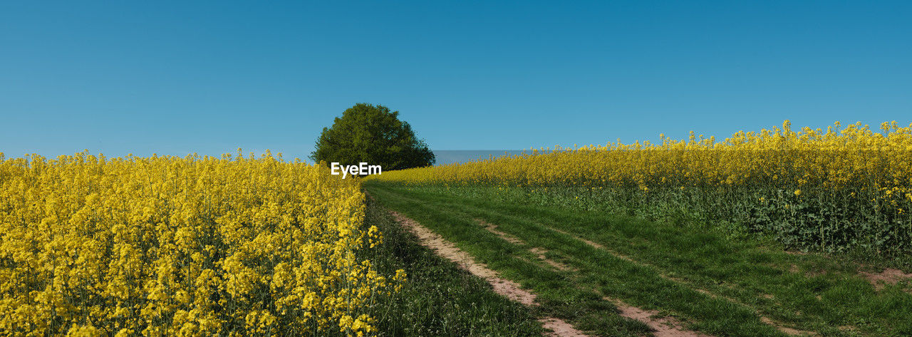 plant, rapeseed, landscape, field, land, flower, sky, growth, rural scene, beauty in nature, agriculture, yellow, environment, produce, nature, scenics - nature, canola, crop, tranquility, vegetable, farm, flowering plant, tranquil scene, food, clear sky, blue, oilseed rape, no people, prairie, freshness, mustard, rural area, meadow, idyllic, day, tree, springtime, outdoors, abundance, cultivated, non-urban scene, grassland, sunny, sunlight, green, brassica rapa, food and drink, blossom, cultivated land, vibrant color, copy space, plain, summer