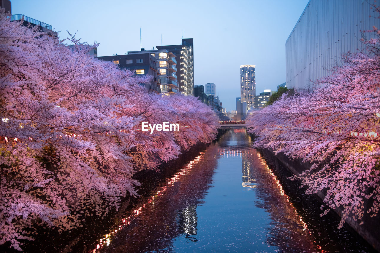 Canal amidst cherry blossoms in city at dusk