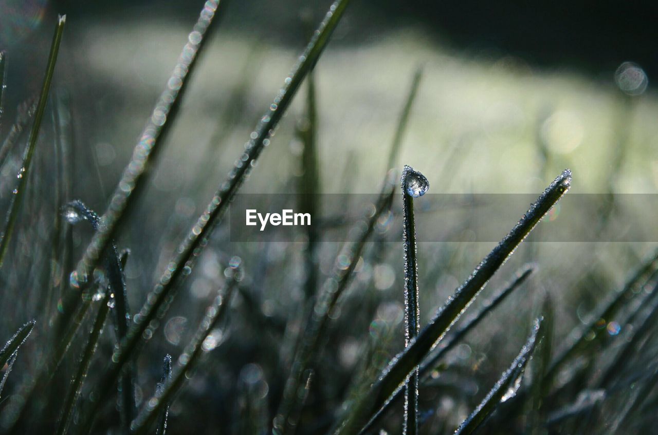 Close-up of wet grass on field