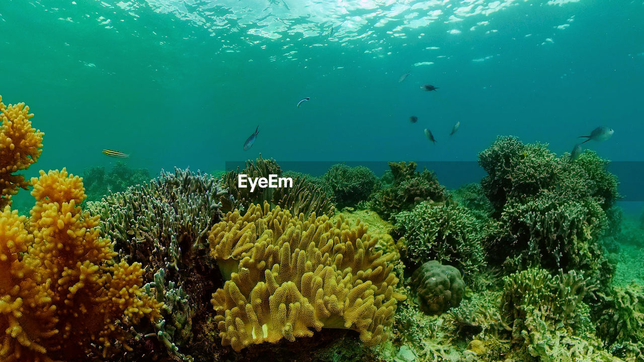 Tropical fishes and coral reef underwater. hard and soft corals, underwater landscape. 