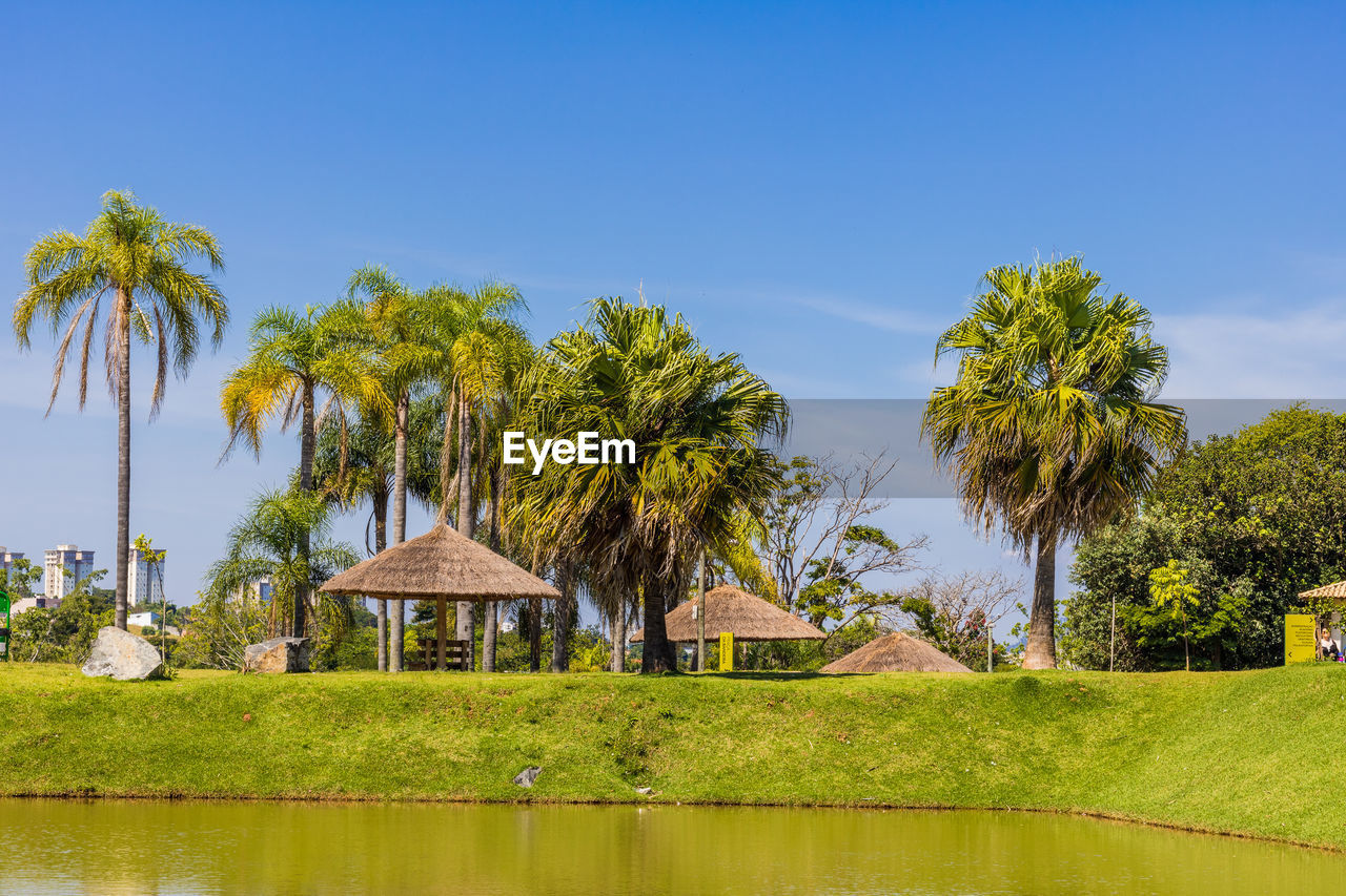 Scenic view of palm trees and plants against sky