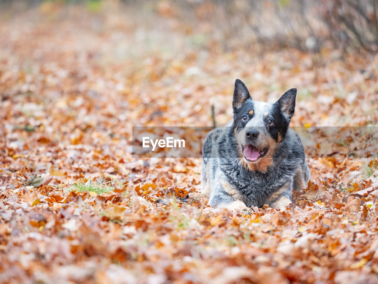 Young blue heeler dog playing with leaves in autumn. happy healthy dog.