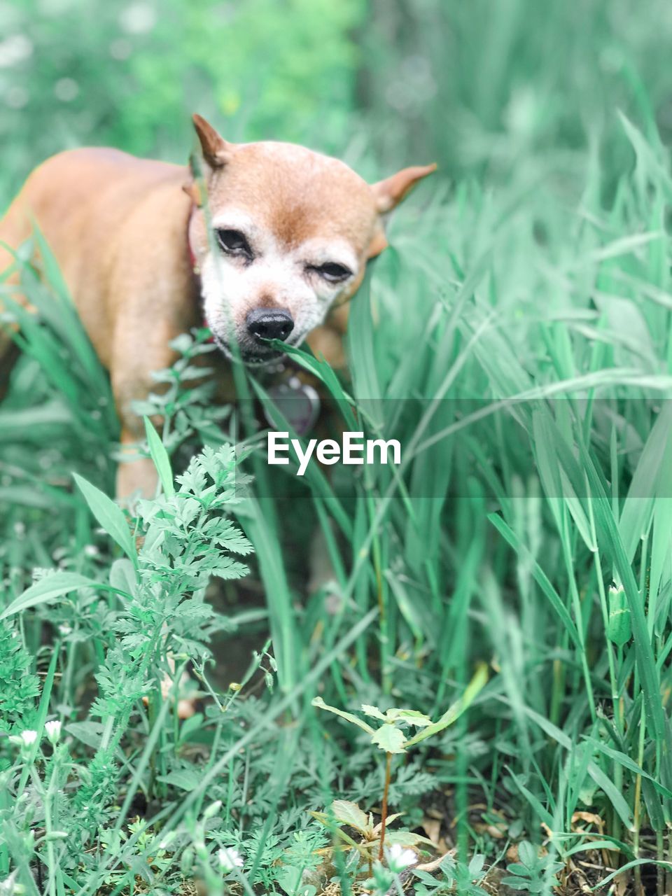 Dog in a field