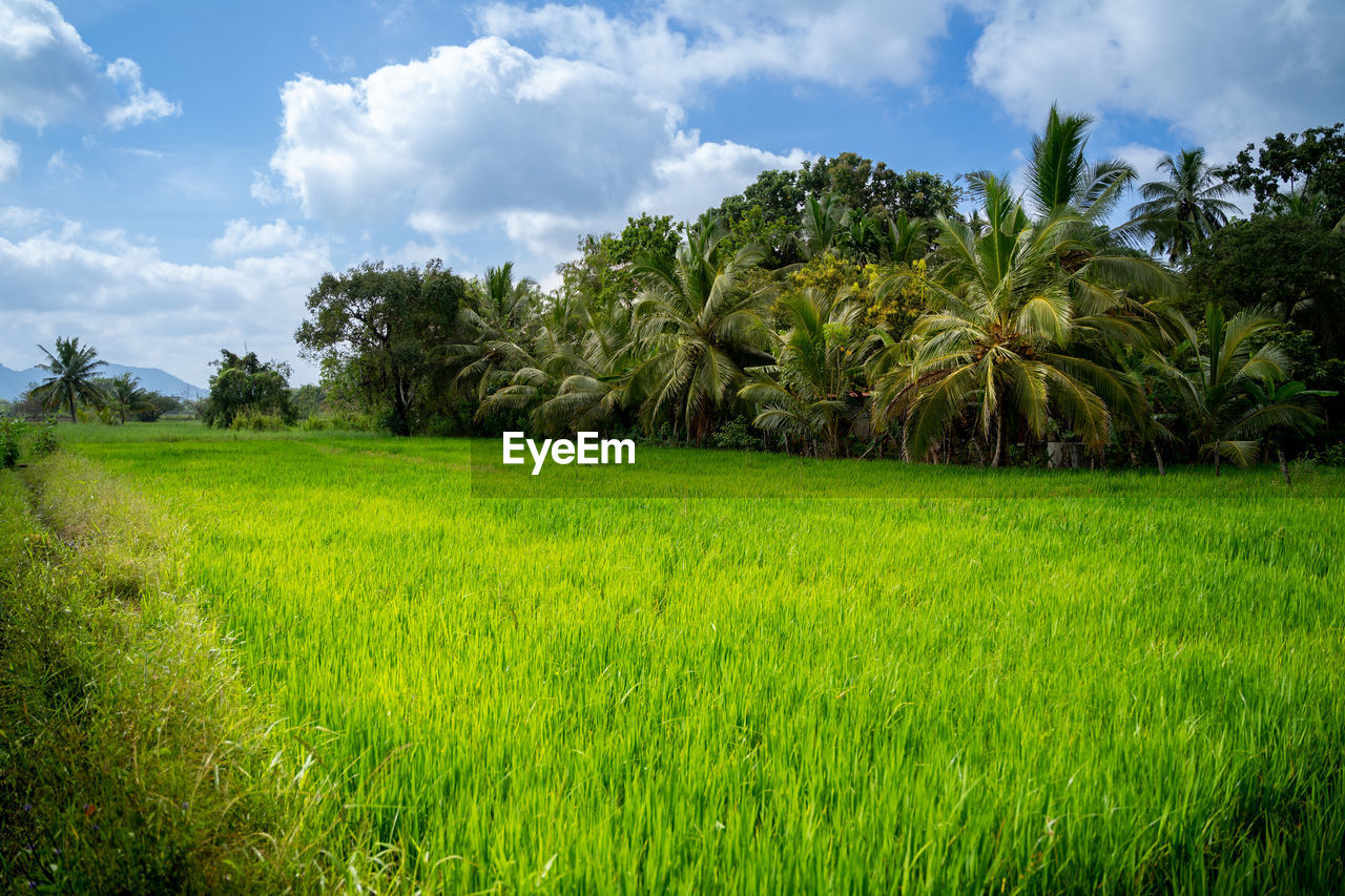 plant, green, environment, landscape, tree, land, sky, paddy field, field, tropical climate, grass, cloud, nature, natural environment, agriculture, rural scene, palm tree, beauty in nature, grassland, scenics - nature, crop, plantation, growth, rural area, no people, lawn, tranquility, outdoors, meadow, rice, environmental conservation, social issues, pasture, cereal plant, rice paddy, farm, food and drink, food, foliage, lush foliage, vegetation, tranquil scene, flower, rice - food staple, coconut palm tree, travel destinations, day, tropical tree, non-urban scene, summer, travel, soil, blue, idyllic
