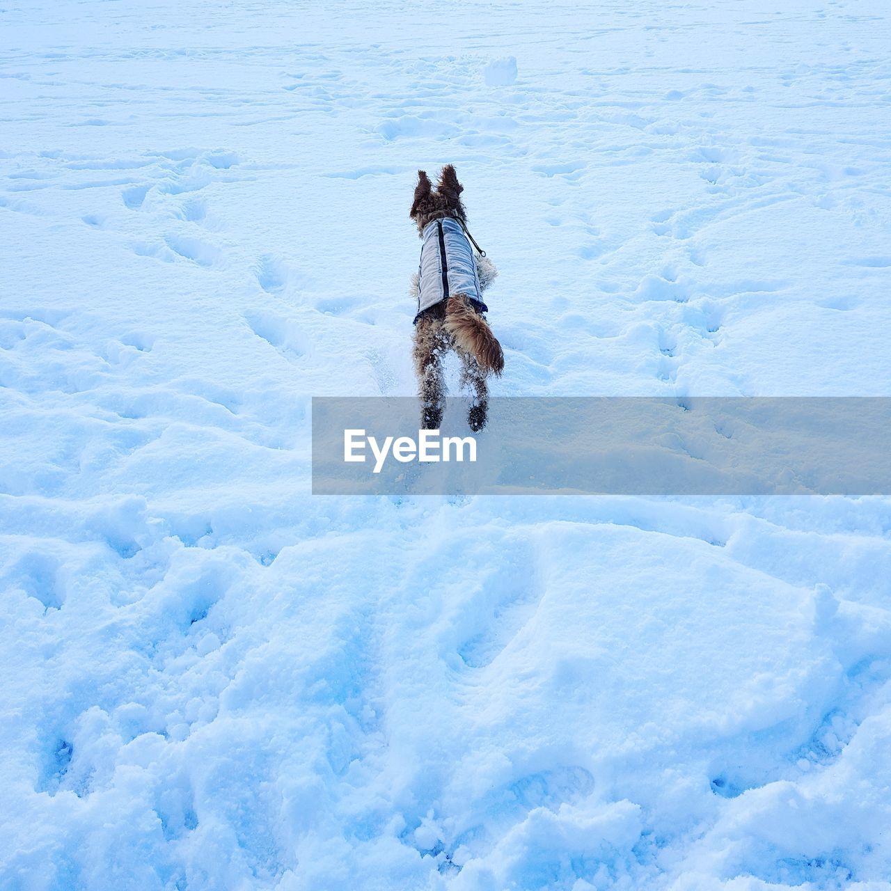 Dog on field during winter