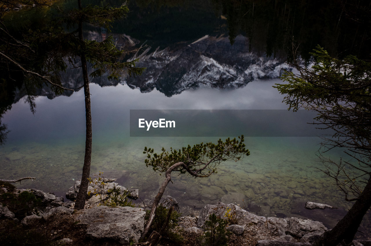 TREES AND ROCKS IN FOREST