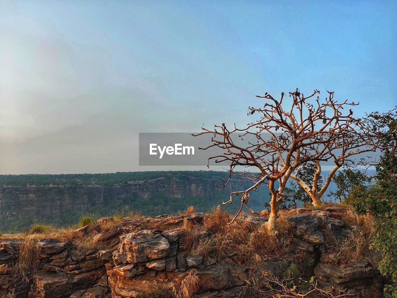 VIEW OF BARE TREE ON ROCKS