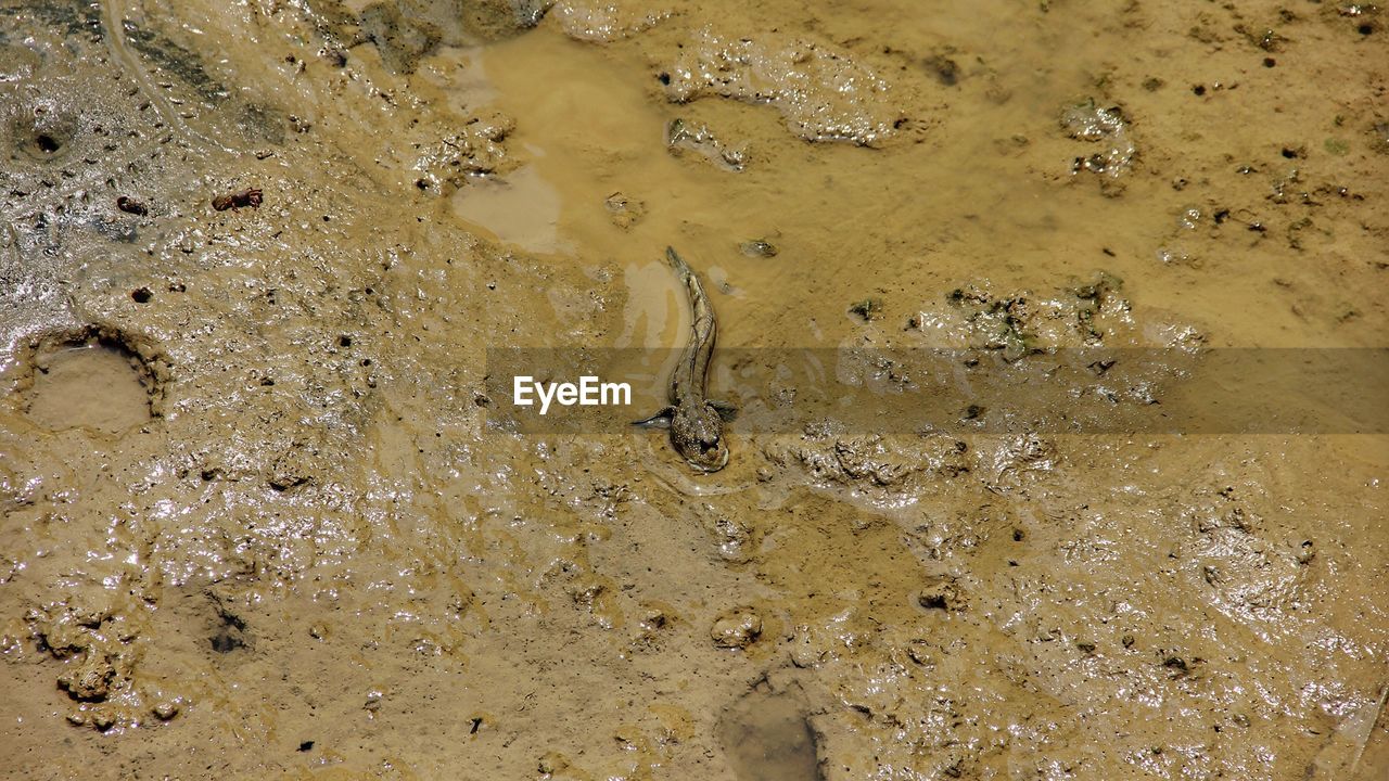 CLOSE-UP OF LIZARD