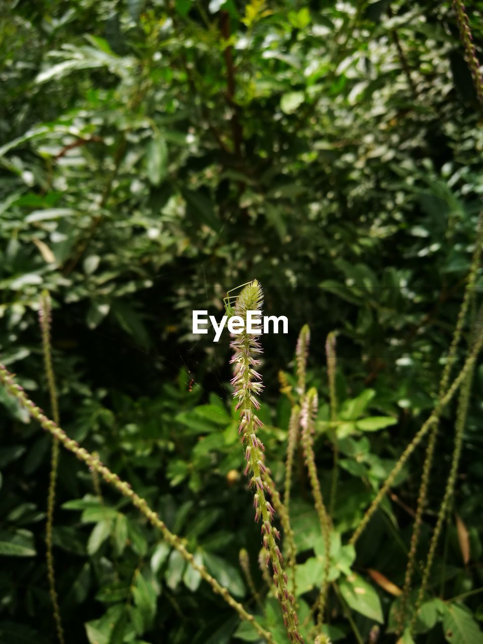 CLOSE-UP OF FRESH GREEN PLANT IN FOREST