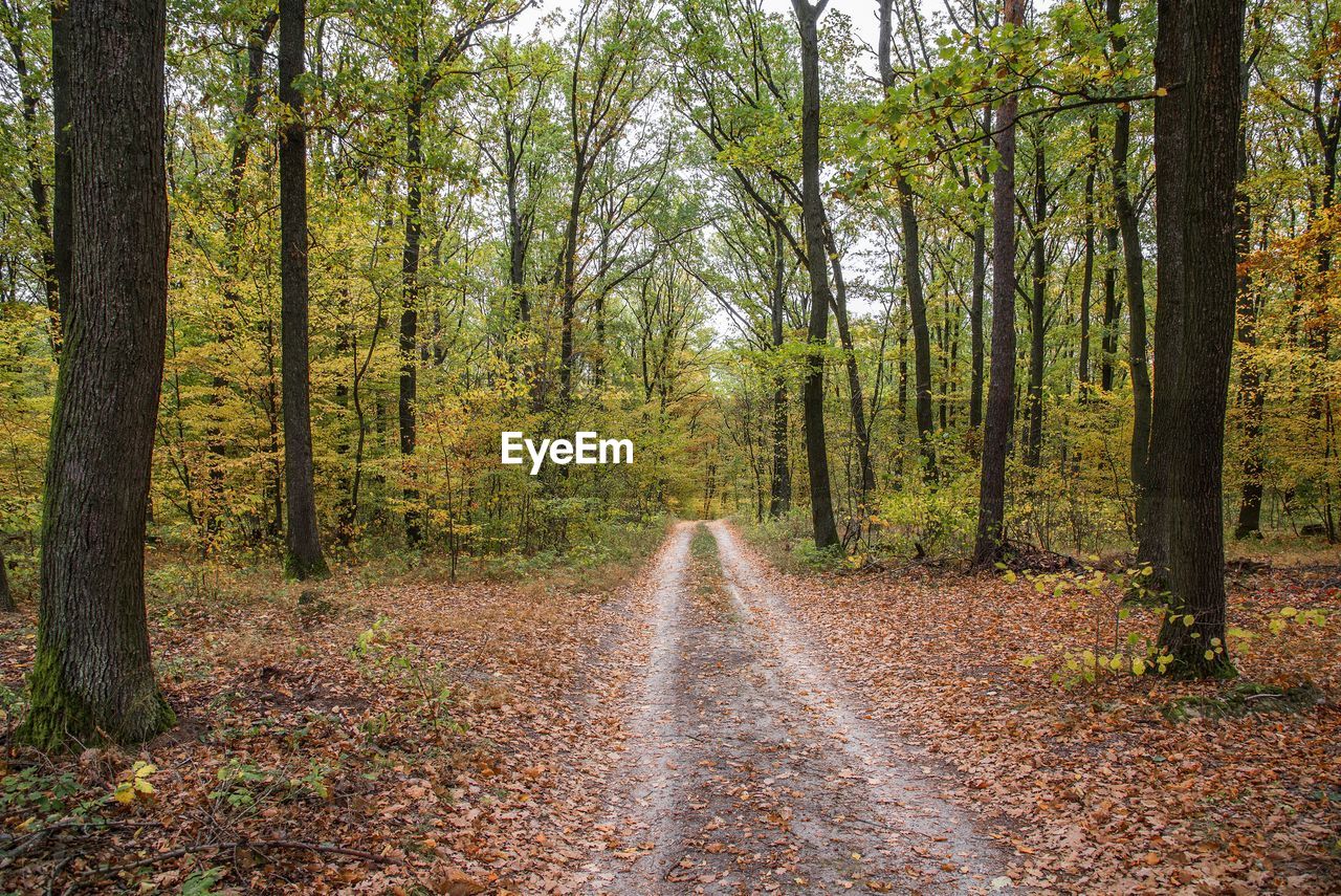 ROAD AMIDST TREES IN FOREST DURING AUTUMN