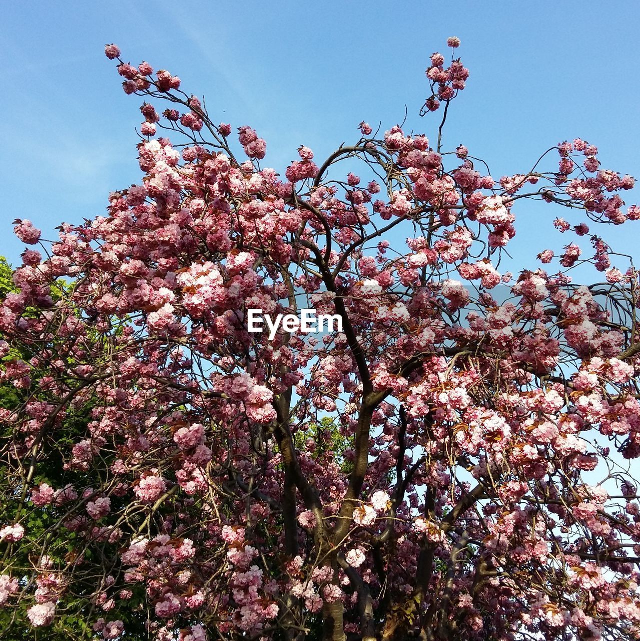 LOW ANGLE VIEW OF PINK FLOWERS ON TREE