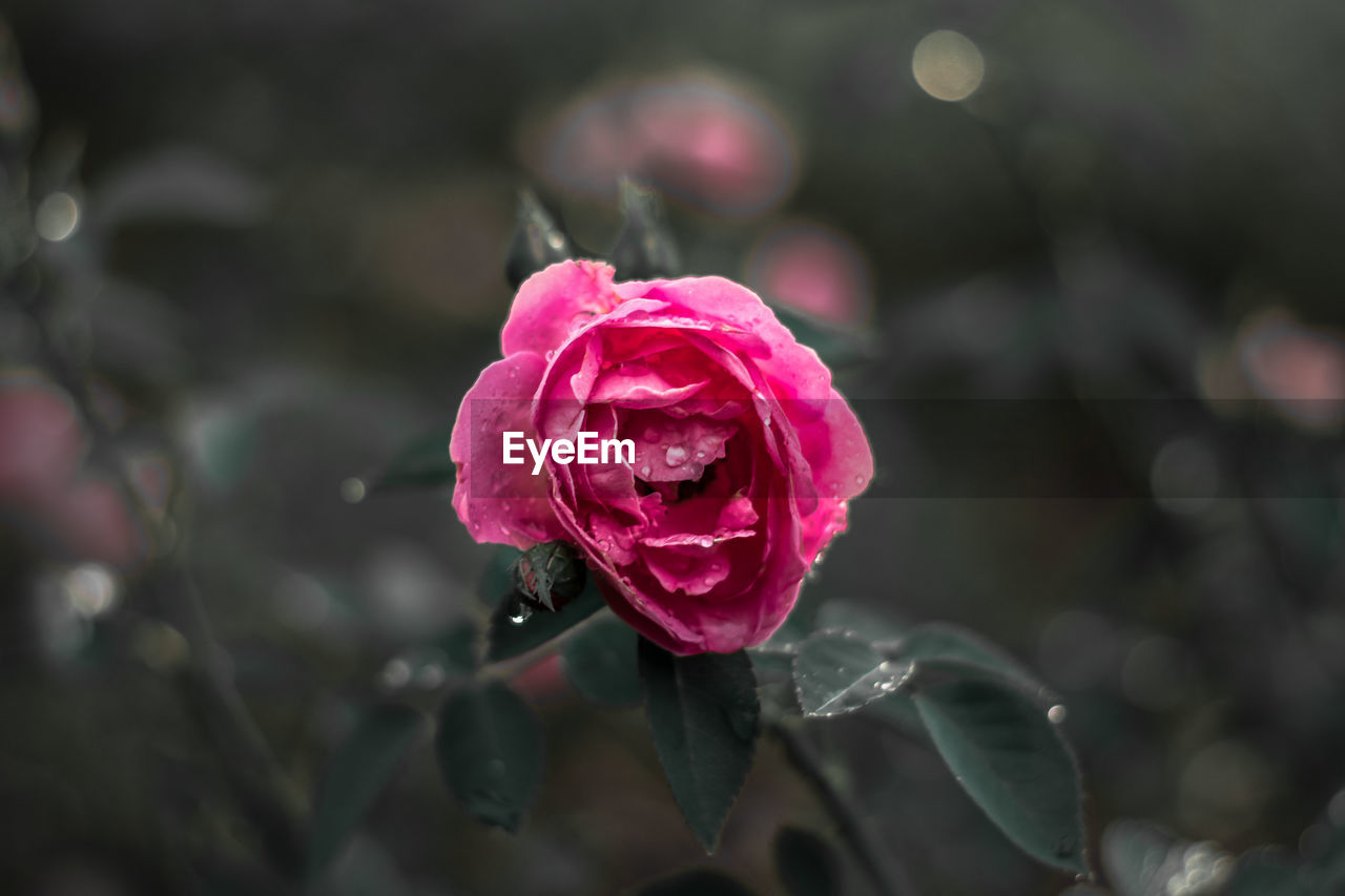 CLOSE-UP OF WET PINK ROSE FLOWER