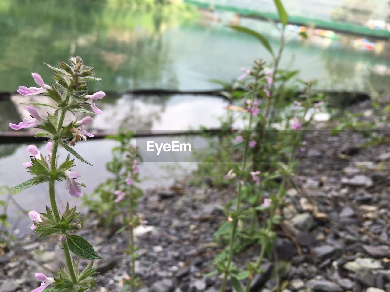 CLOSE-UP OF PURPLE FLOWERS BLOOMING