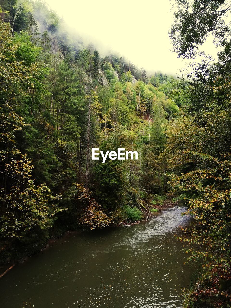 SCENIC VIEW OF RIVER FLOWING IN FOREST AGAINST SKY