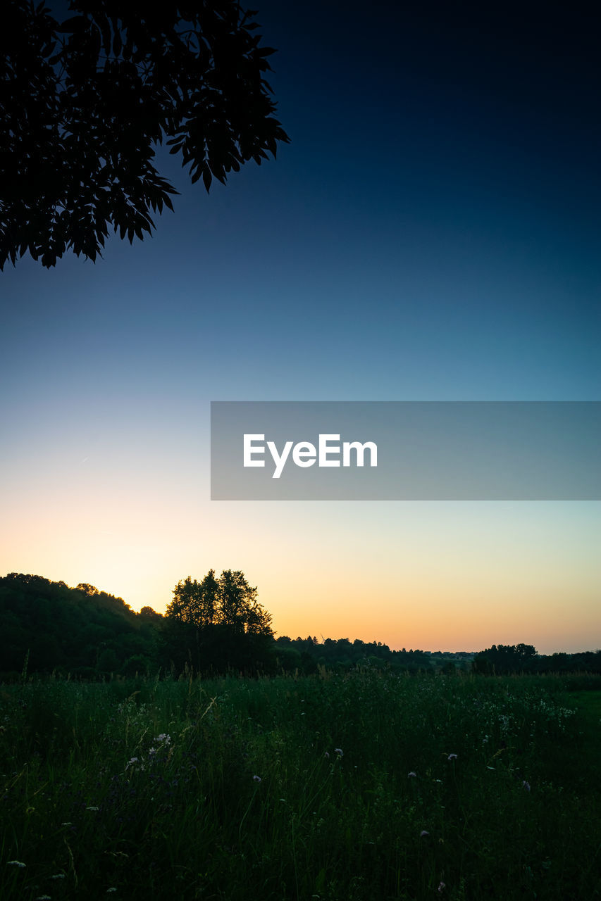 SILHOUETTE TREES ON FIELD AGAINST CLEAR SKY AT SUNSET