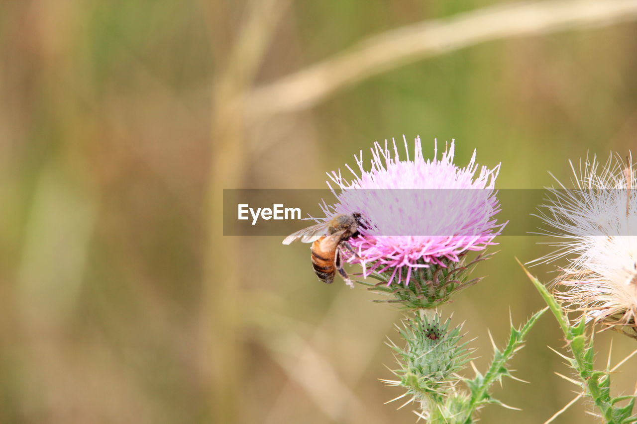 Close-up of bee pollinating on thistle