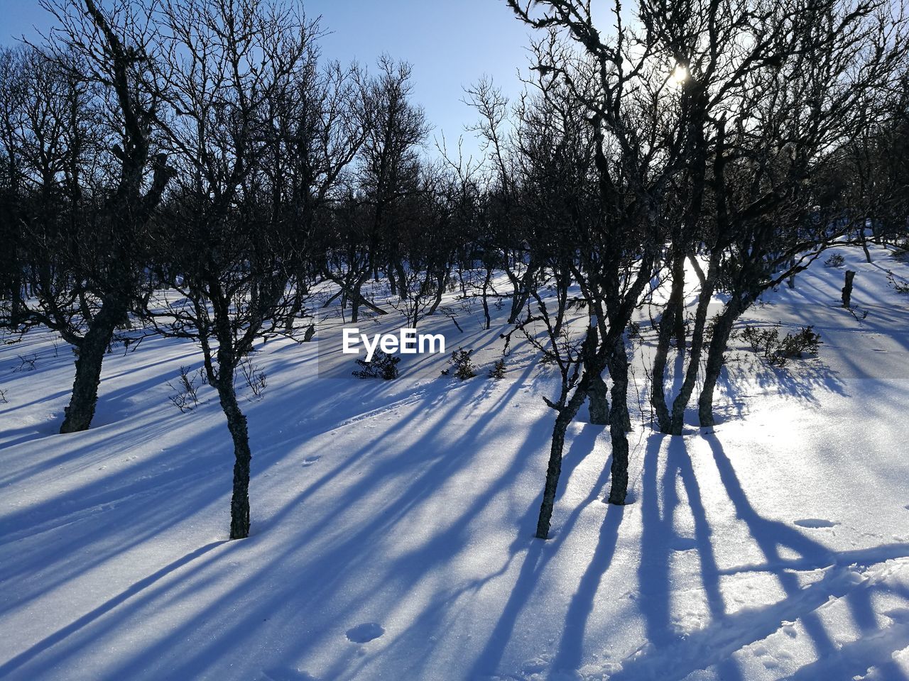 SCENIC VIEW OF SNOW COVERED FIELD