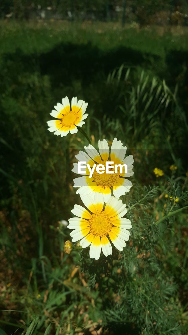 Close-up of daisy flowers