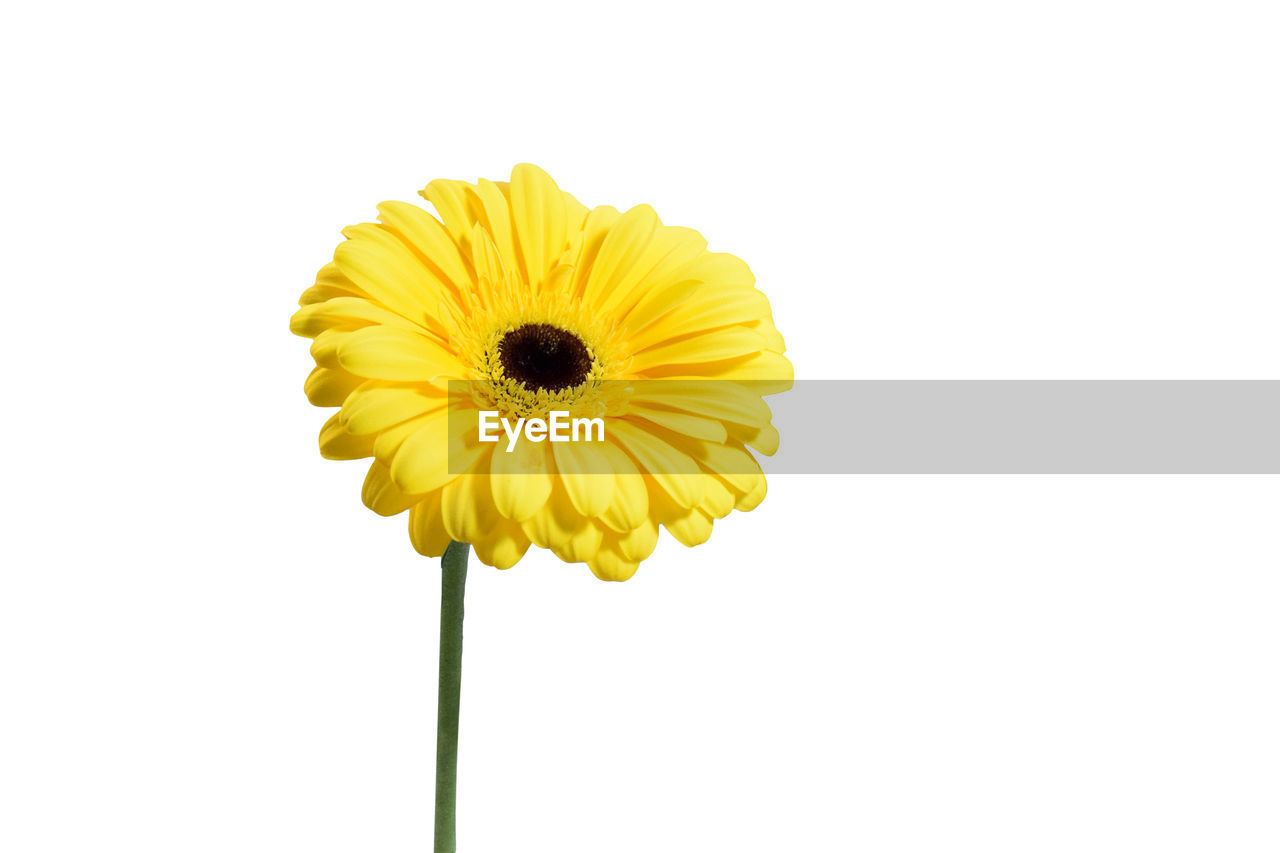 CLOSE-UP OF YELLOW FLOWERING OVER WHITE BACKGROUND