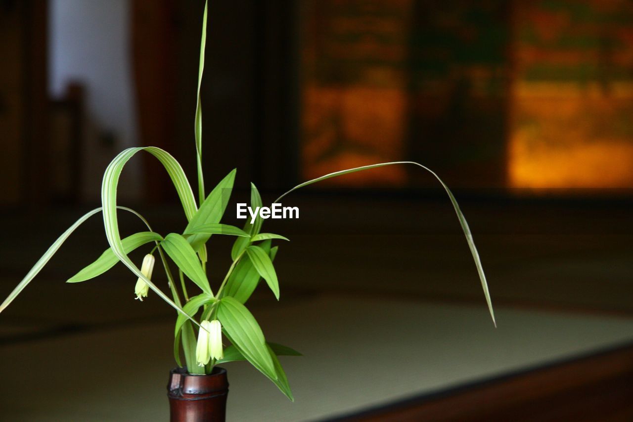 Close-up of potted plant