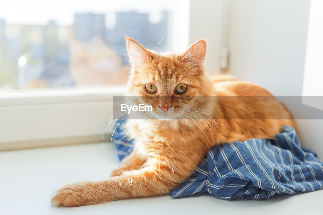 Ginger cat on blue striped shirt on window sill. cozy home background with domestic fluffy pet.