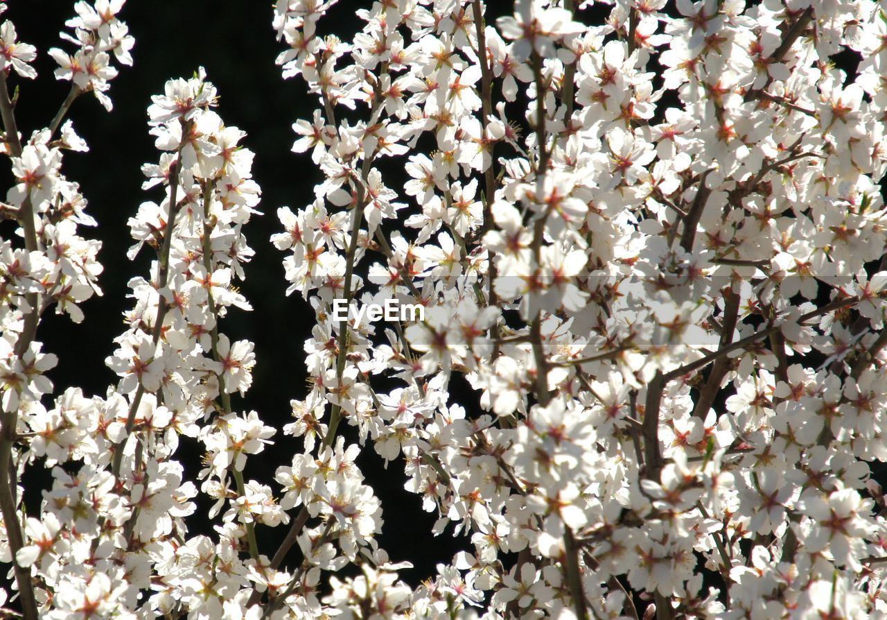 FULL FRAME SHOT OF TREE