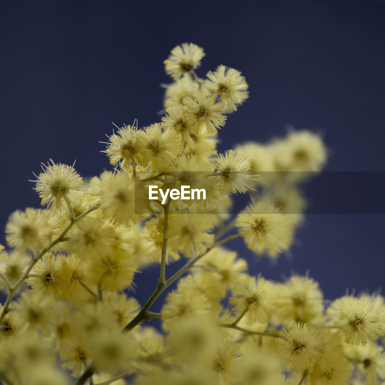 CLOSE-UP OF FLOWERING PLANT AGAINST SKY