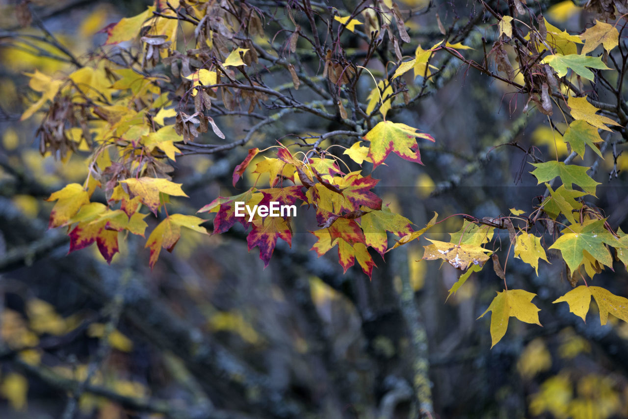 LOW ANGLE VIEW OF YELLOW MAPLE LEAVES