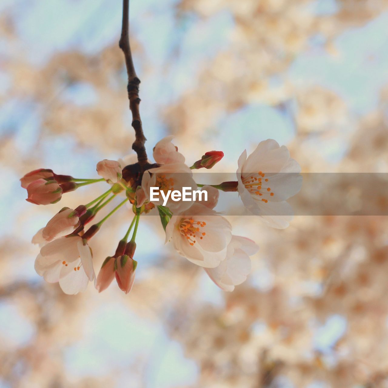 Close-up of cherry blossoms blooming outdoors