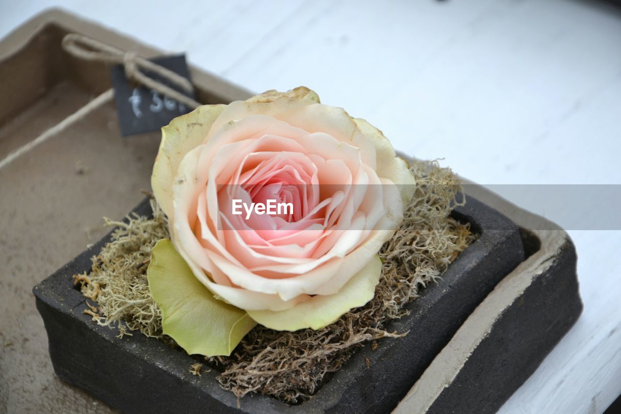 CLOSE-UP OF ROSES IN PLATE