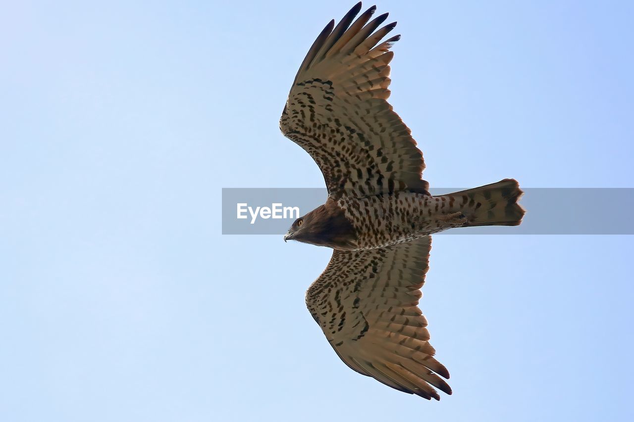 animal, animal themes, flying, bird, animal wildlife, bird of prey, wildlife, spread wings, sky, eagle, buzzard, clear sky, falcon, one animal, animal body part, hawk, nature, no people, blue, wing, animal wing, mid-air, low angle view, day, outdoors, full length, copy space, motion, sunny, beak