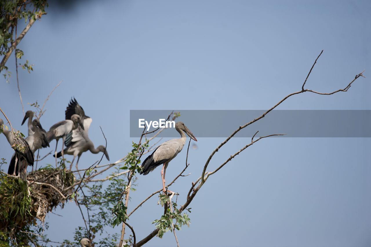 LOW ANGLE VIEW OF BIRD PERCHING ON TREE AGAINST CLEAR SKY