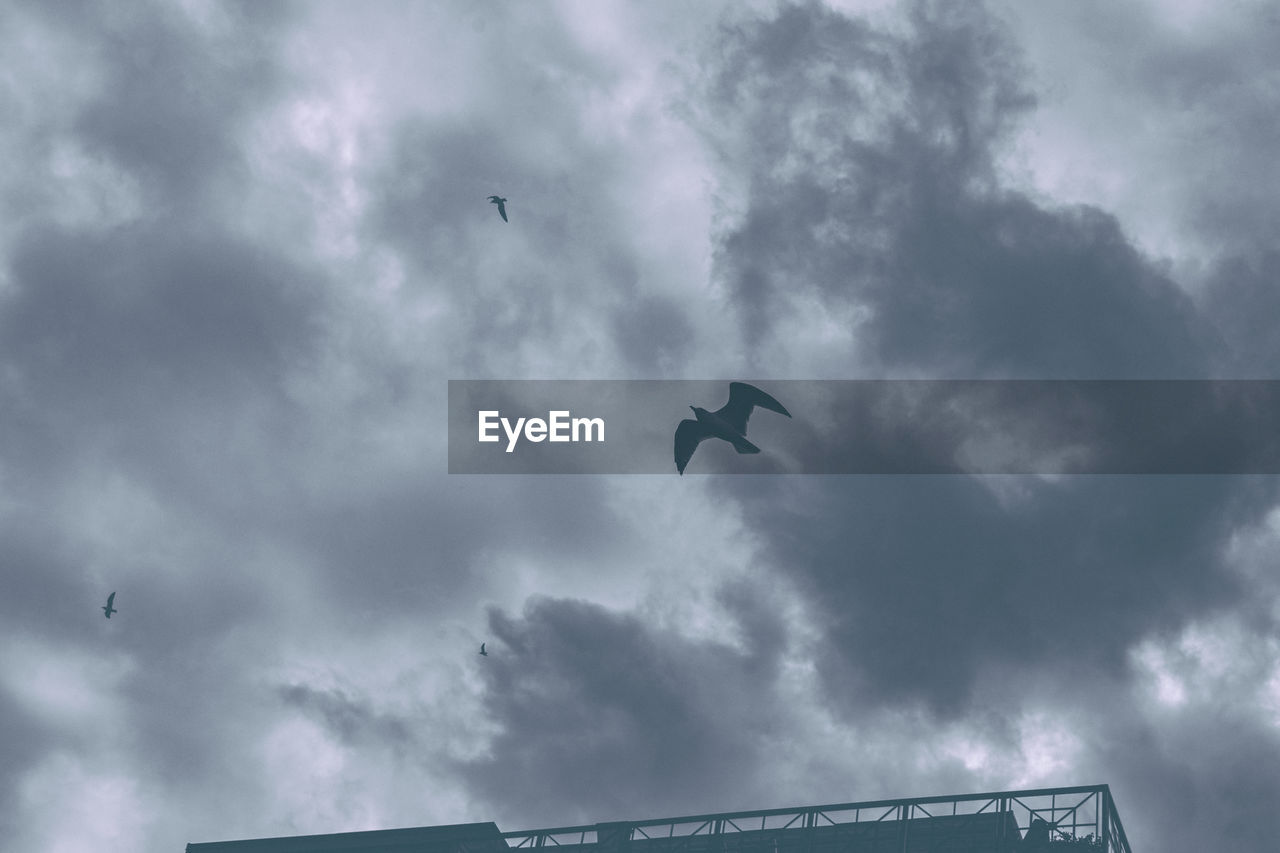 LOW ANGLE VIEW OF BIRDS FLYING AGAINST SKY