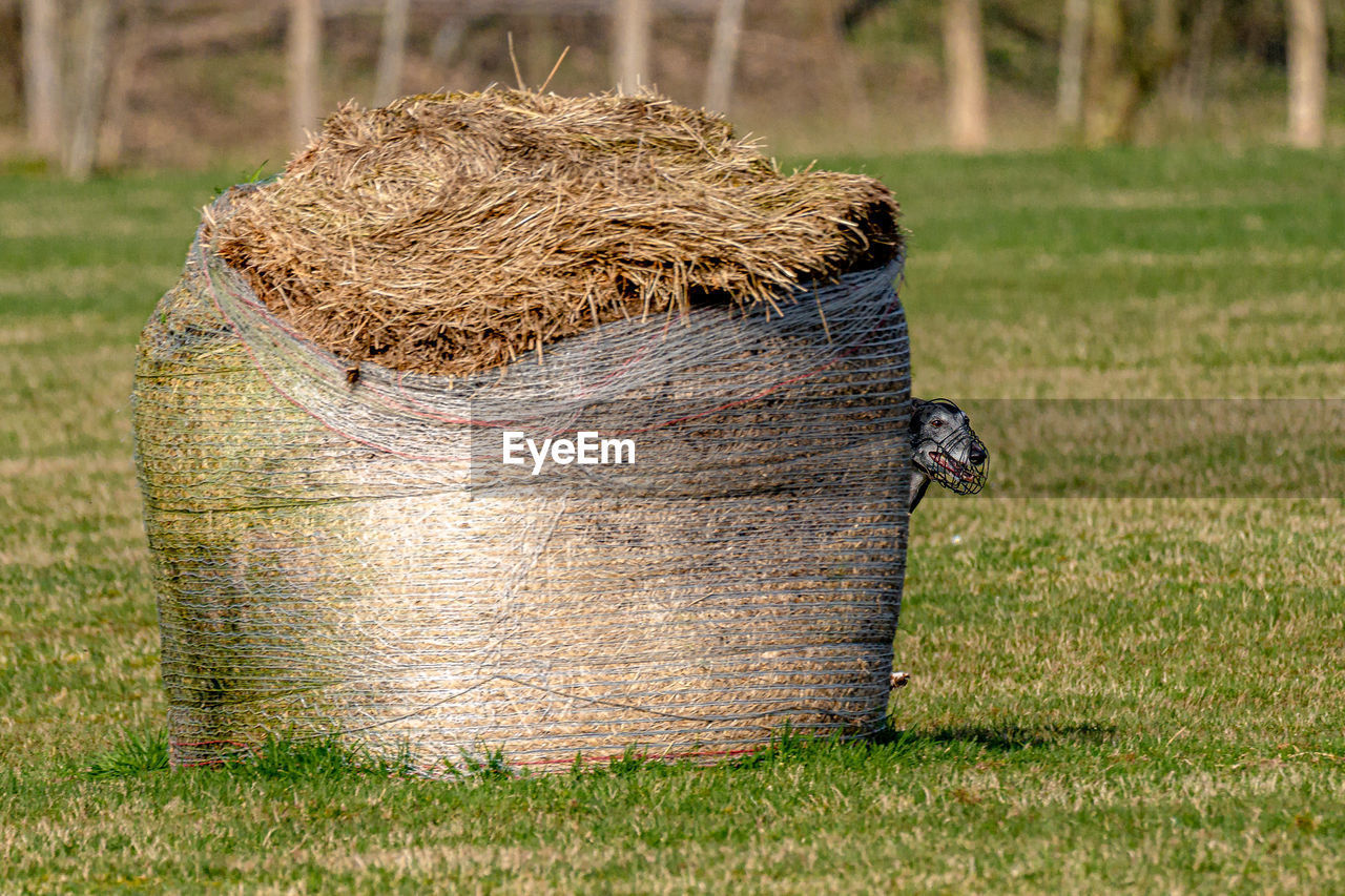 Greyhound behind hay bale