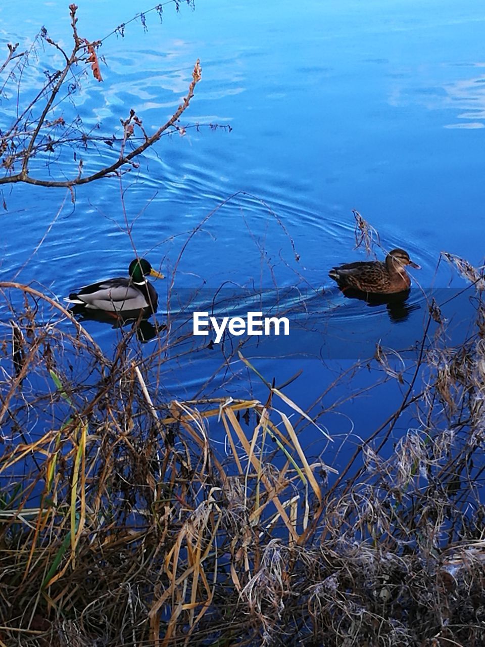 CLOSE-UP OF BIRD ON LAKE