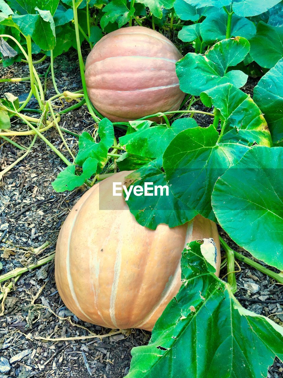 Close-up of two pumpkins