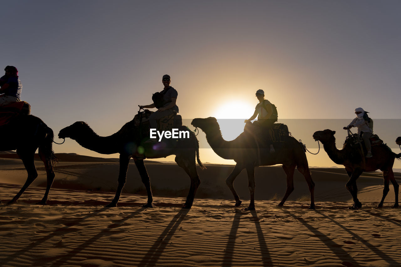 Side view of people sitting on camels in desert during sunset