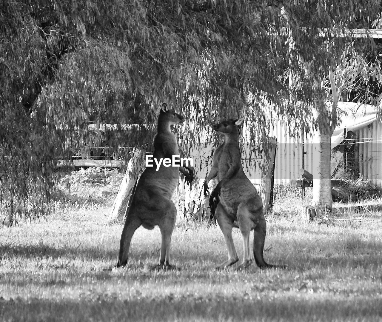 View of two kangaroos boxing on field