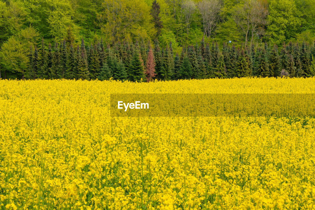 Yellow flowers growing on field