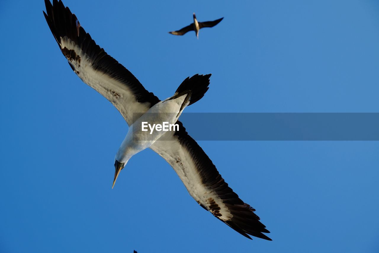 LOW ANGLE VIEW OF SEAGULL FLYING IN SKY